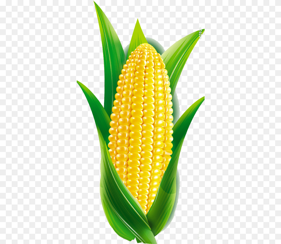 Corn Cartoon Cartoon Maize, Food, Grain, Plant, Produce Free Png Download