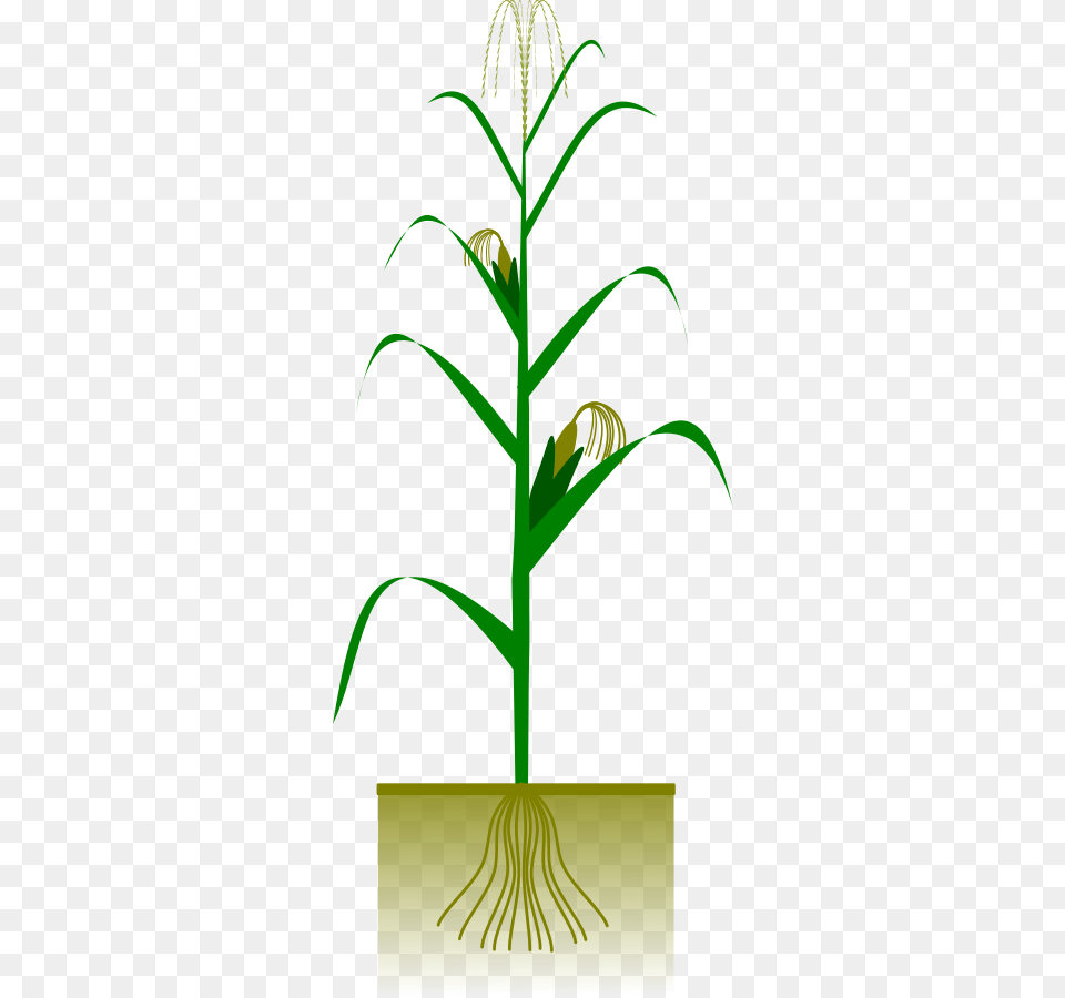 Corn Clip Art Grass, Plant, Tree, Vegetation Free Transparent Png