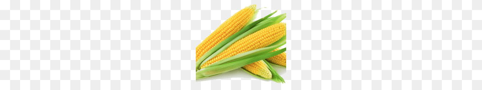 Corn Clipart, Food, Grain, Plant, Produce Free Png