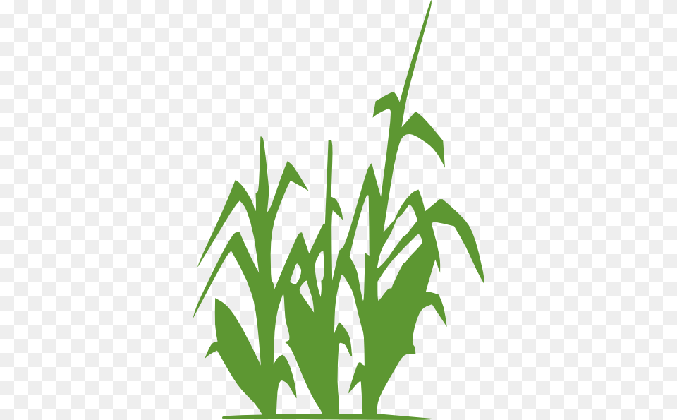 Corn Clipart, Grass, Plant, Green, Leaf Png Image