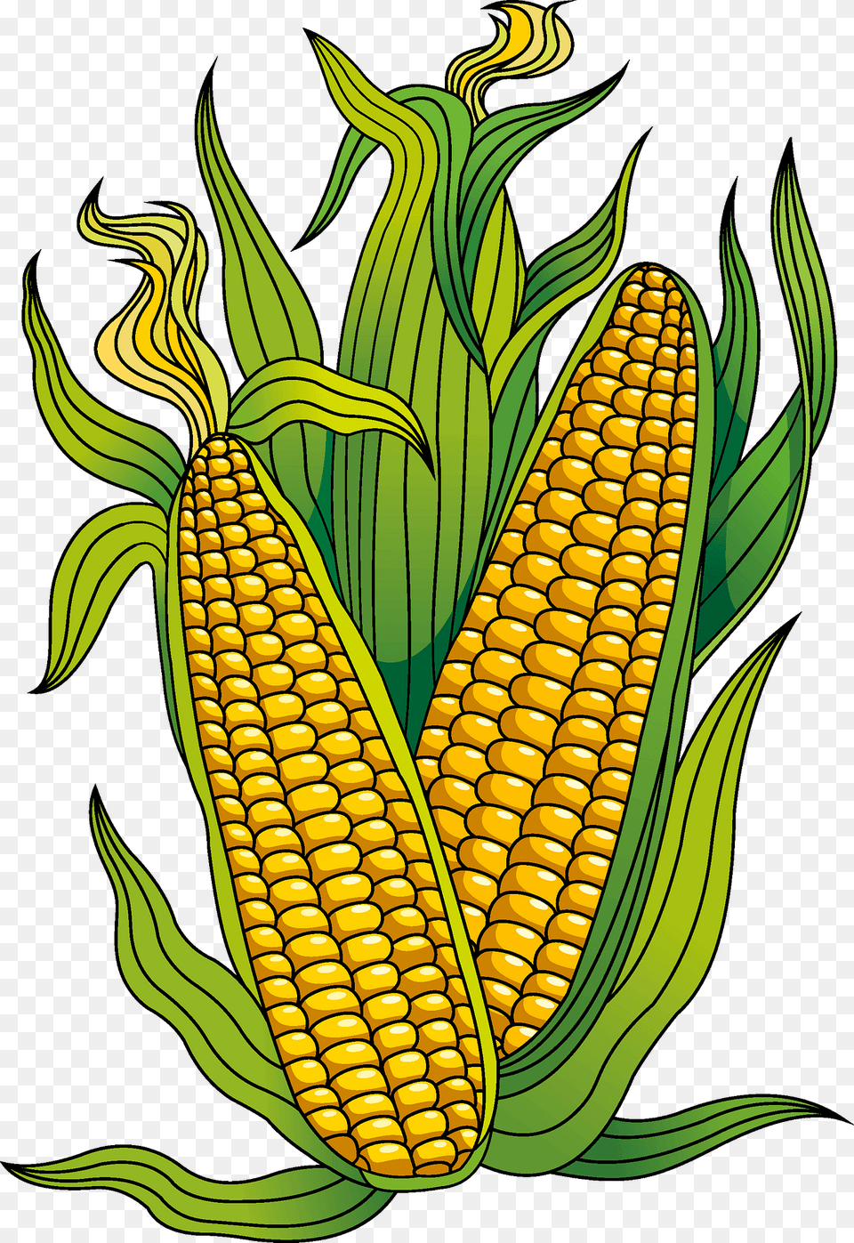 Corn Clipart, Food, Grain, Plant, Produce Png Image