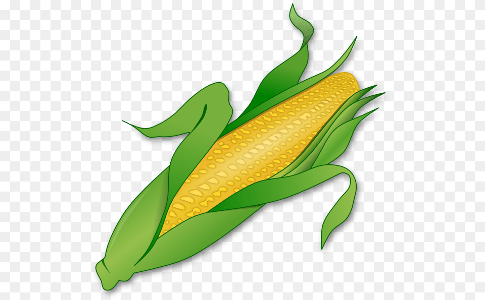 Corn Clipart, Food, Grain, Plant, Produce Png Image