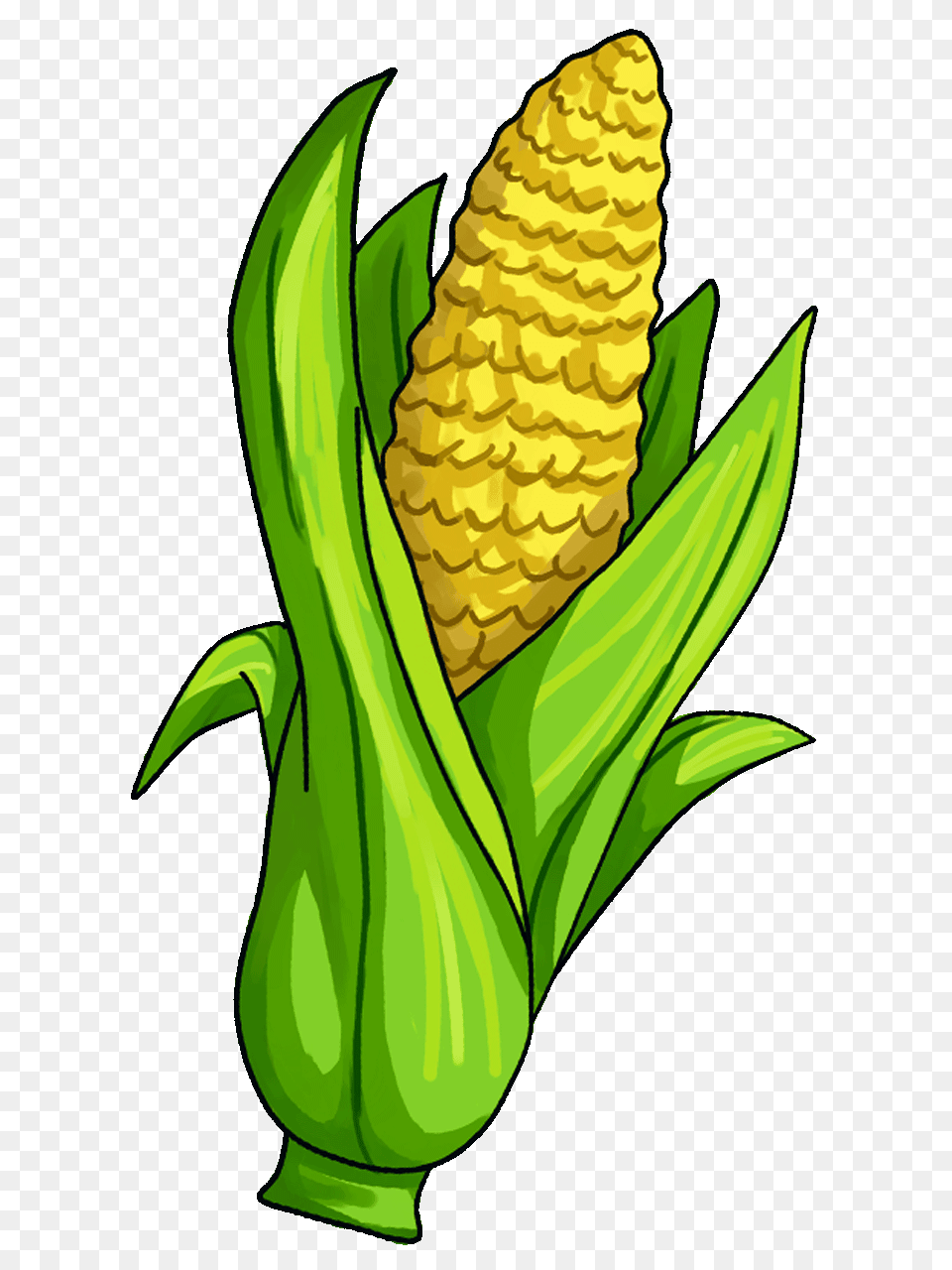 Corn Clipart, Food, Grain, Plant, Produce Png Image