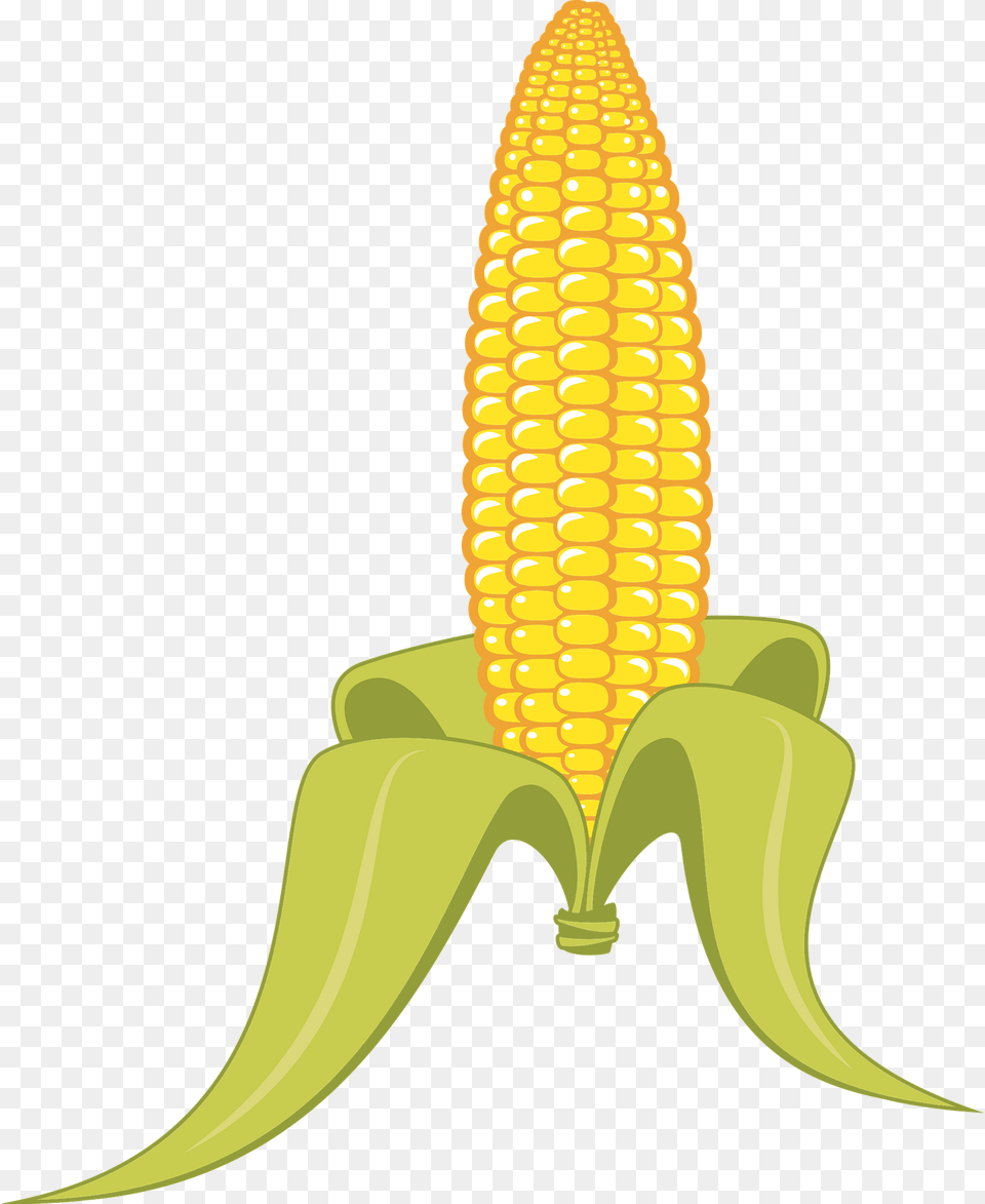 Corn Clipart, Food, Grain, Plant, Produce Png Image