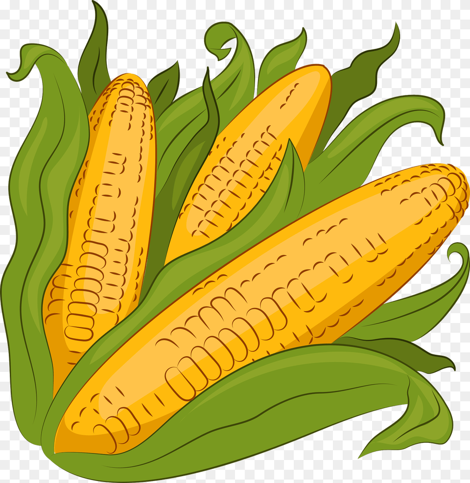 Corn Clipart, Food, Grain, Plant, Produce Free Png