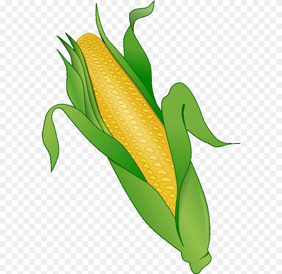 Corn Clipart Corn Clipart Corn On The Cob, Food, Grain, Plant, Produce Png Image