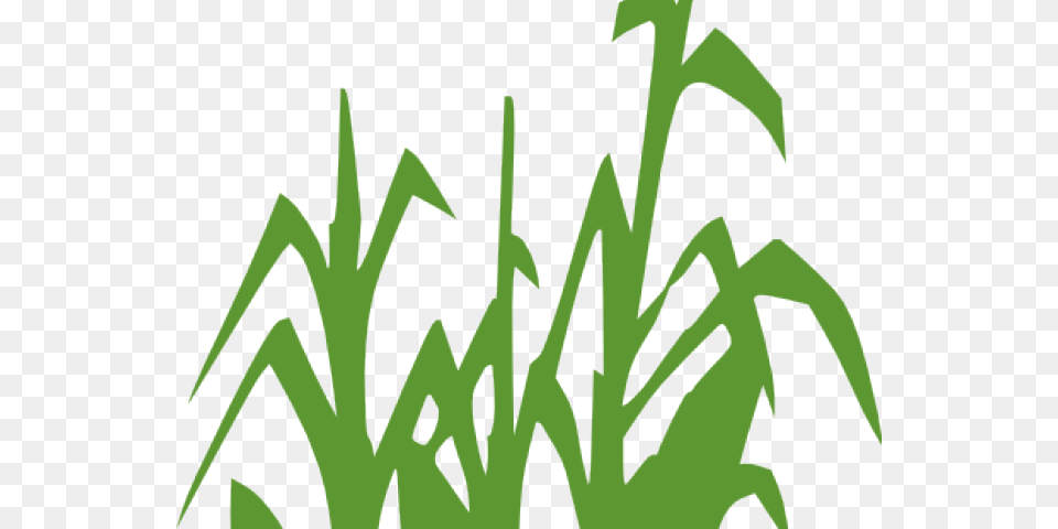 Corn Clipart Corn Leaf Limitless Horizons Ixil, Grass, Green, Plant, Vegetation Free Png