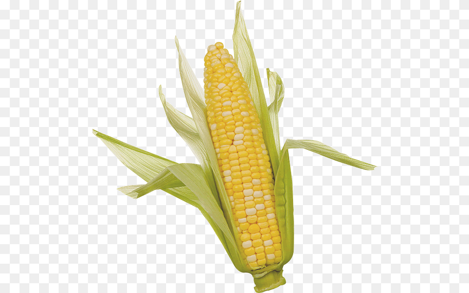 Corn Clipart Ear Of Corn, Food, Grain, Plant, Produce Free Png Download