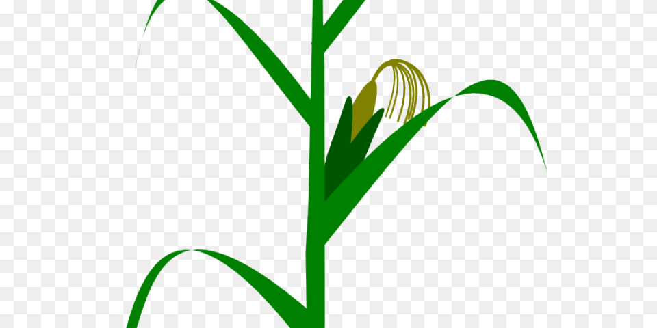 Corn Clipart Indian Corn, Grass, Plant, Vegetation, Food Png