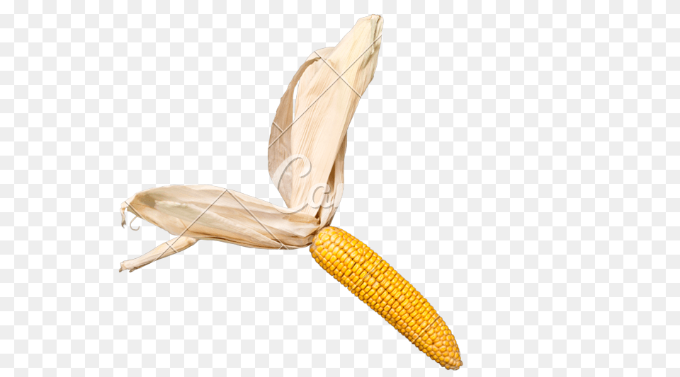 Corn Cob, Food, Grain, Plant, Produce Png