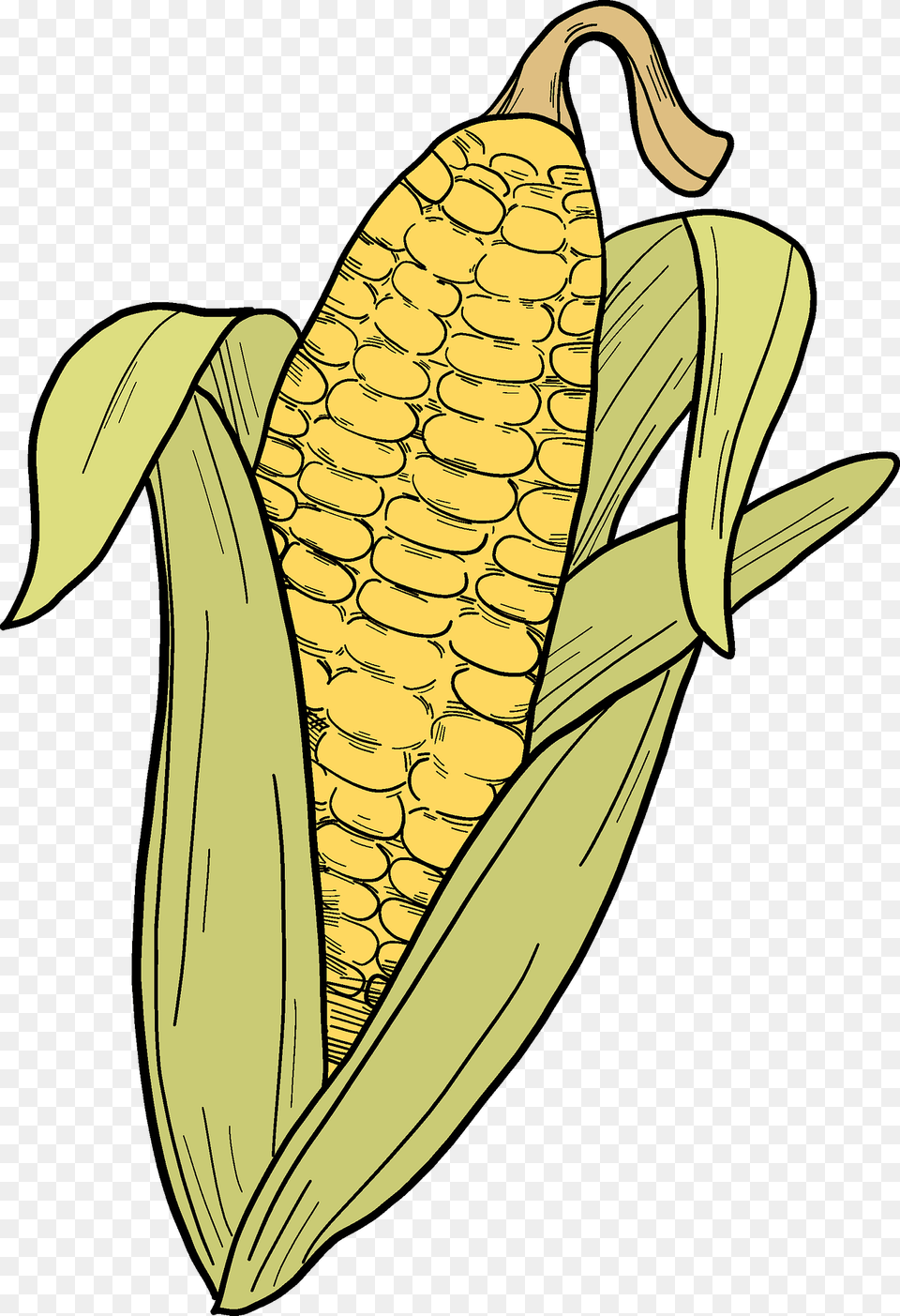 Corn Cob Clipart, Food, Grain, Plant, Produce Free Png
