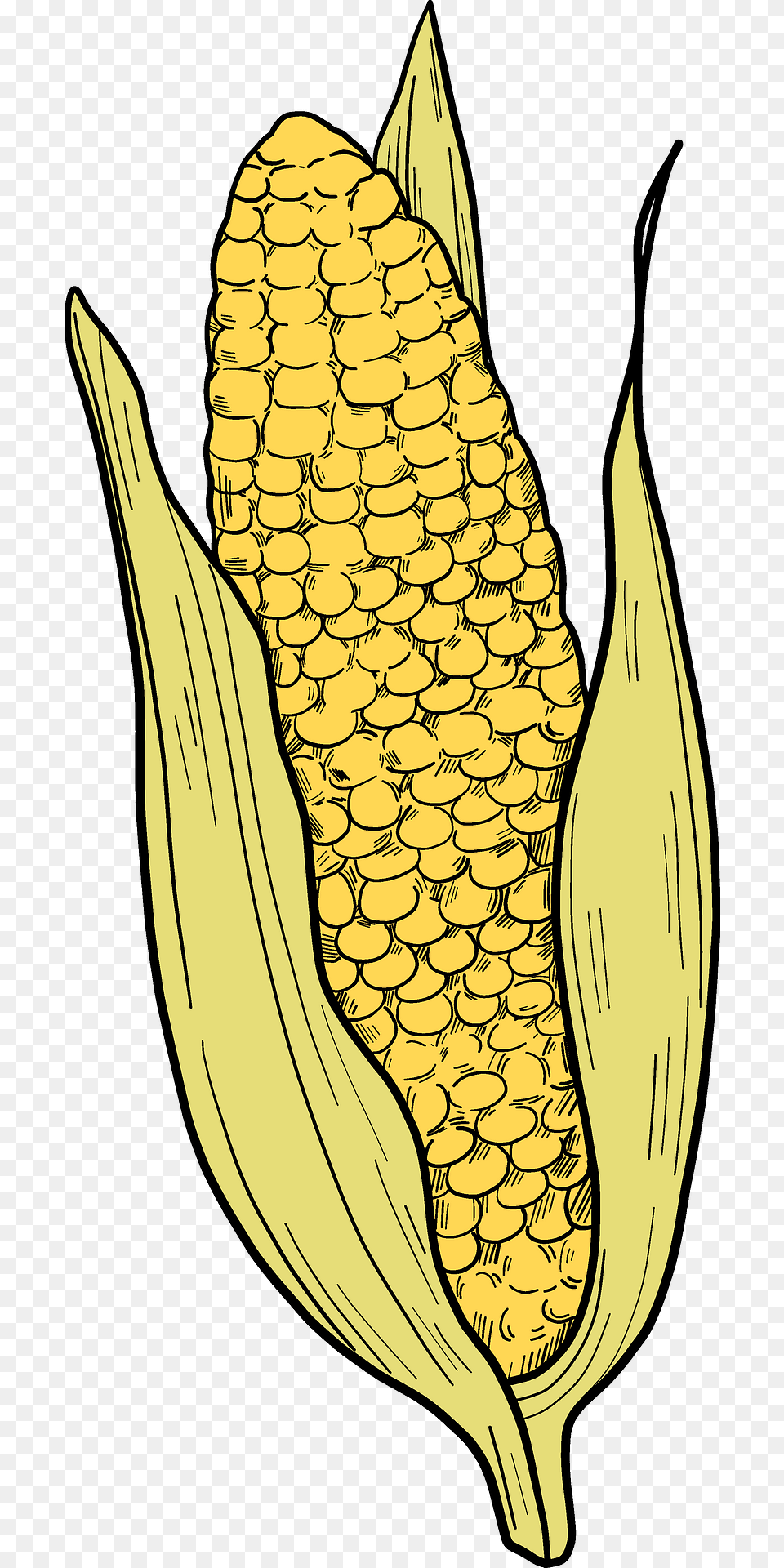 Corn Cob Clipart, Food, Grain, Plant, Produce Free Png