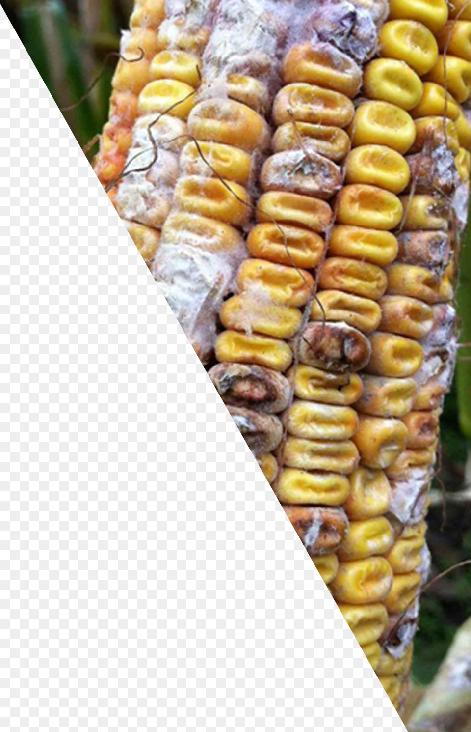Corn Cob Corn Kernels Download Corn Kernels, Food, Grain, Plant, Produce Free Transparent Png