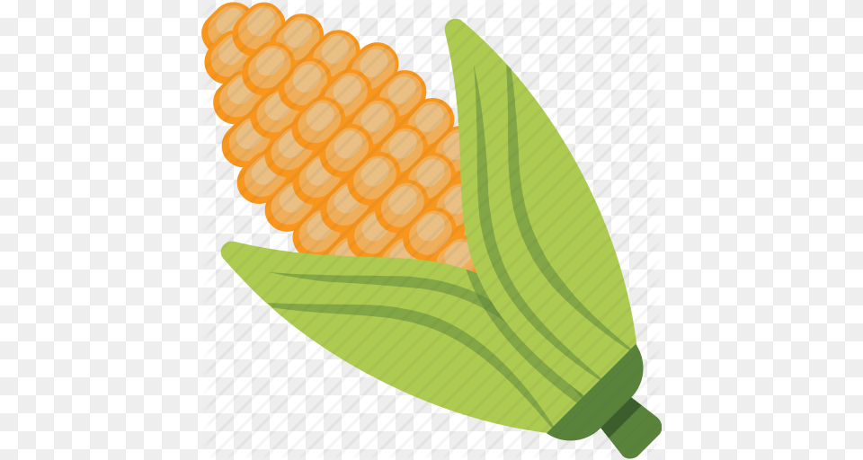 Corn Cob Fresh Corn Maize Ripe Corn Sweet Corn Icon, Food, Grain, Plant, Produce Free Png