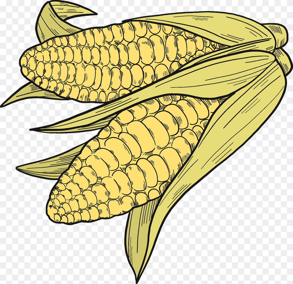 Corn Cobs Clipart, Food, Grain, Plant, Produce Png Image