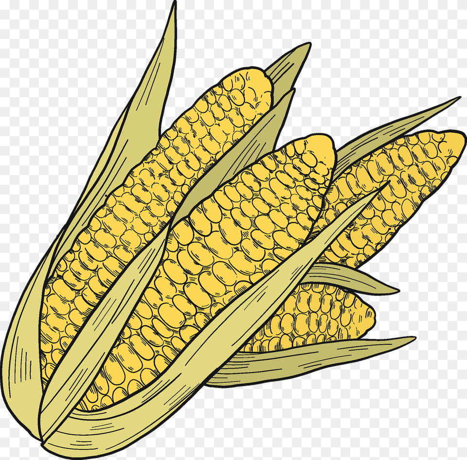 Corn Cobs Clipart, Food, Grain, Plant, Produce Free Png