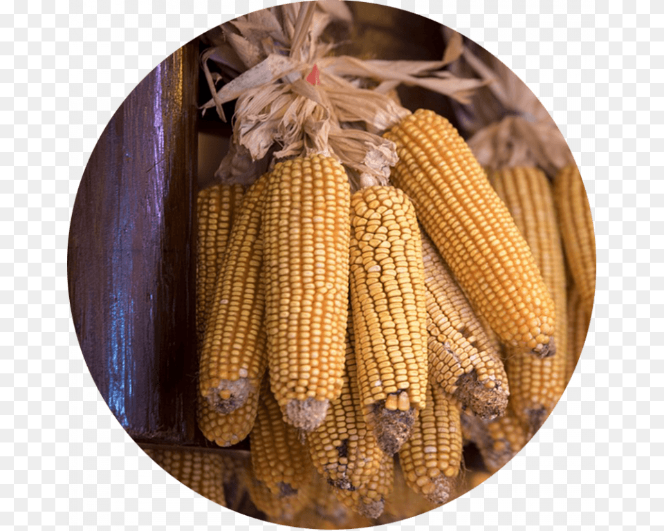 Corn Cobs Hung Up To Dry Maize, Food, Grain, Plant, Produce Png Image
