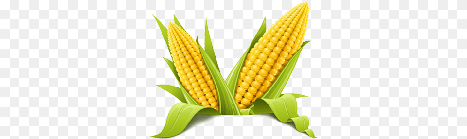 Corn Corn, Produce, Food, Grain, Plant Free Png Download