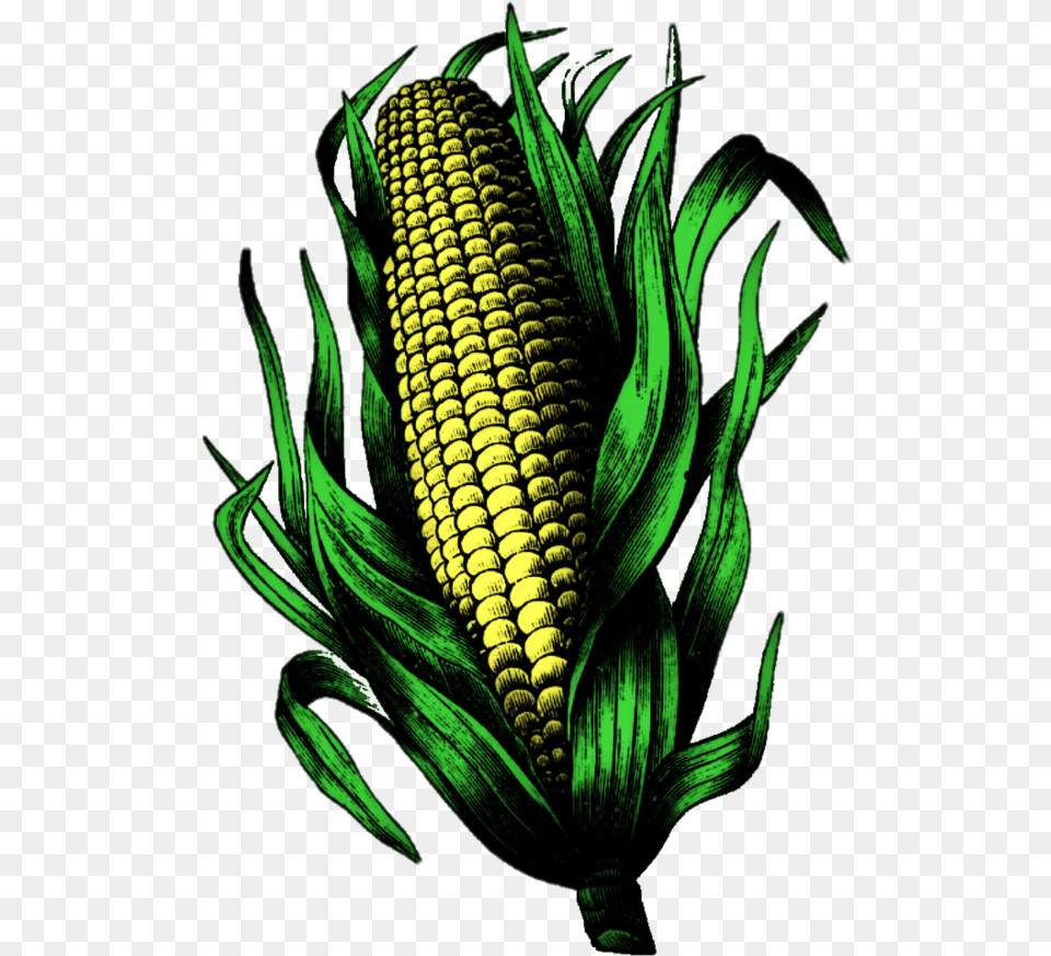 Corn Cornonthecob Corncob Earofcorn Corn Kernels, Food, Grain, Plant, Produce Png Image