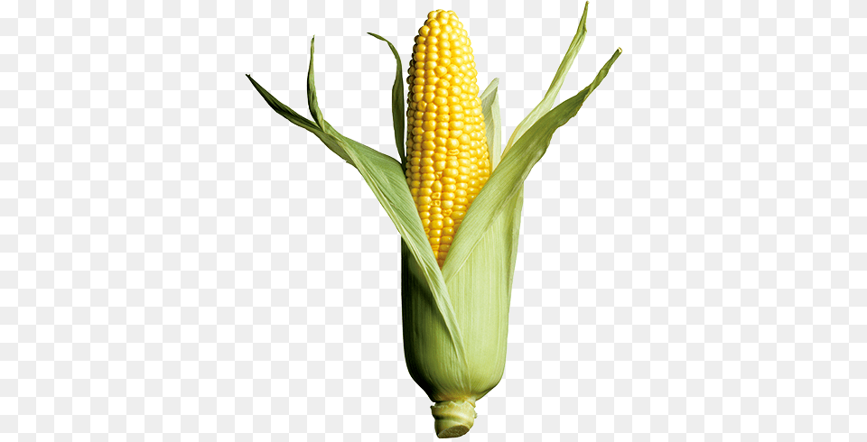 Corn Crops In Focus Annual Report Syngenta, Food, Grain, Plant, Produce Png