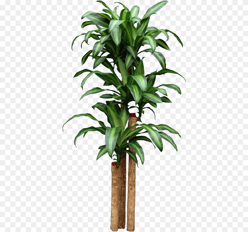 Corn Dracaena Getting Too Tall Start New Plants By Big Do Corn Plants Get, Plant, Potted Plant, Leaf Free Png