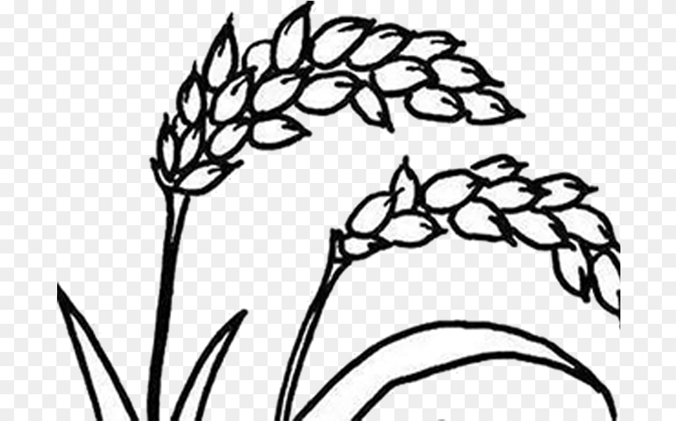 Corn Drawing Rice For Download Rice Clipart Black And White, Food, Grain, Produce, Wheat Free Transparent Png