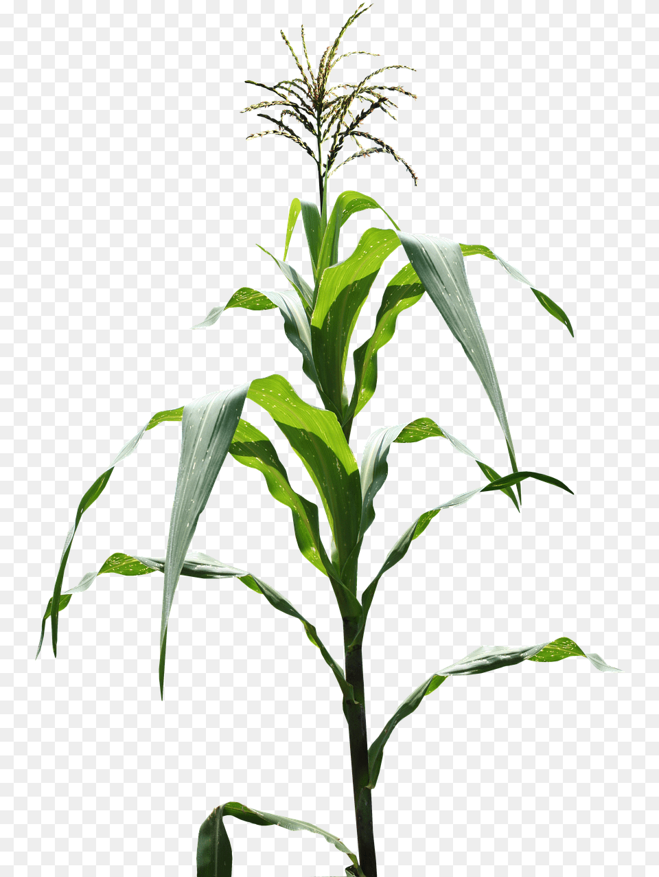 Corn Field, Leaf, Plant, Soil, Food Free Transparent Png