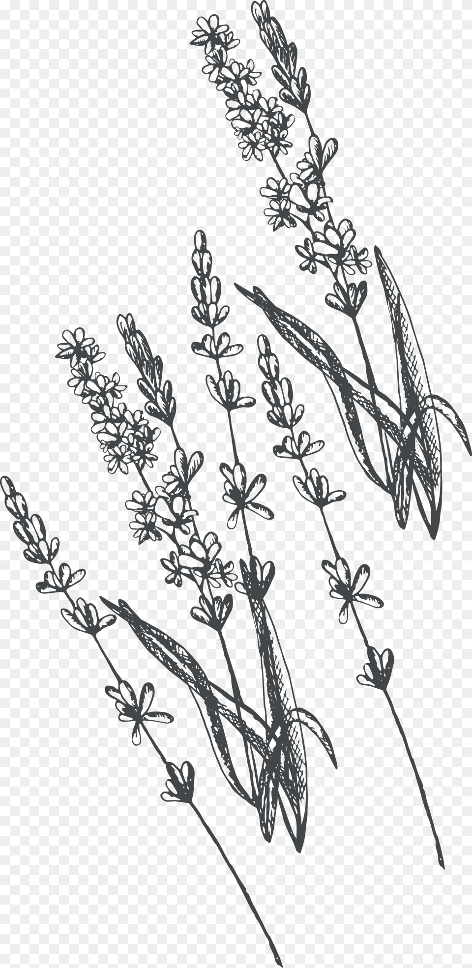 Corn Flower Drawing, Grass, Plant, Art Free Transparent Png