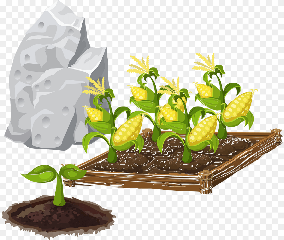 Corn Garden Clipart, Food, Grain, Plant, Produce Free Png Download