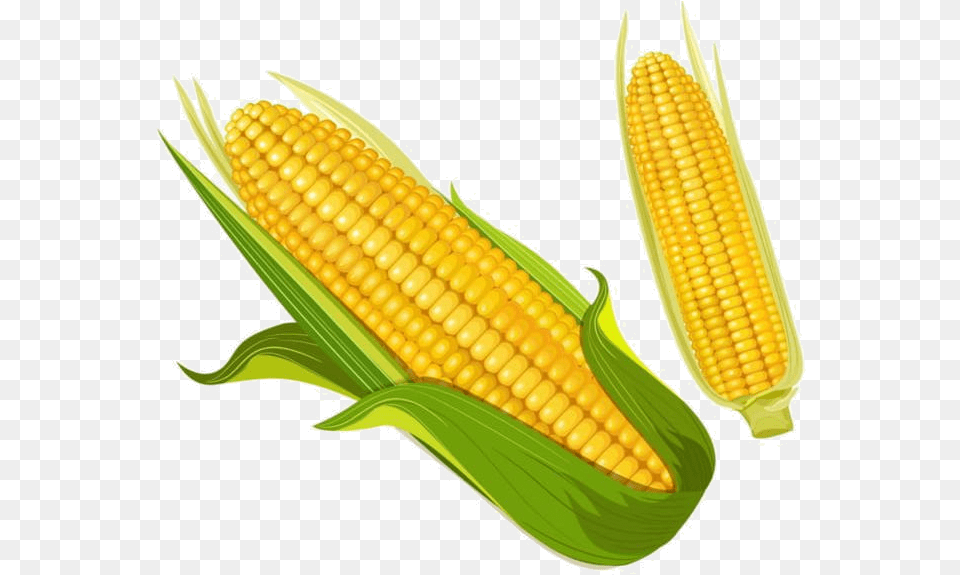 Corn Golden Clipart Food Transparent Corn Clipart, Grain, Plant, Produce Free Png