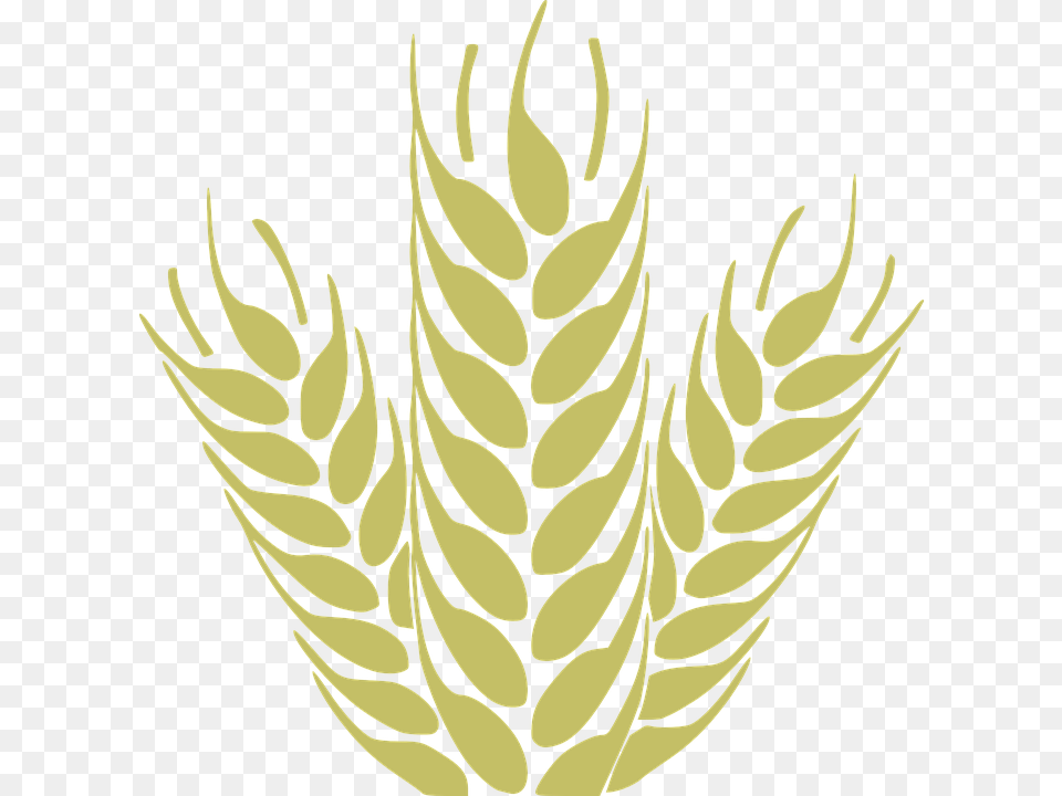Corn Grain Spica Wheat Cereals Harvest Fiber Short Chain Fatty Acids, Food, Produce Free Transparent Png