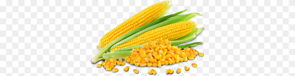Corn Hd Transparent Corn Hd Images, Food, Grain, Plant, Produce Png