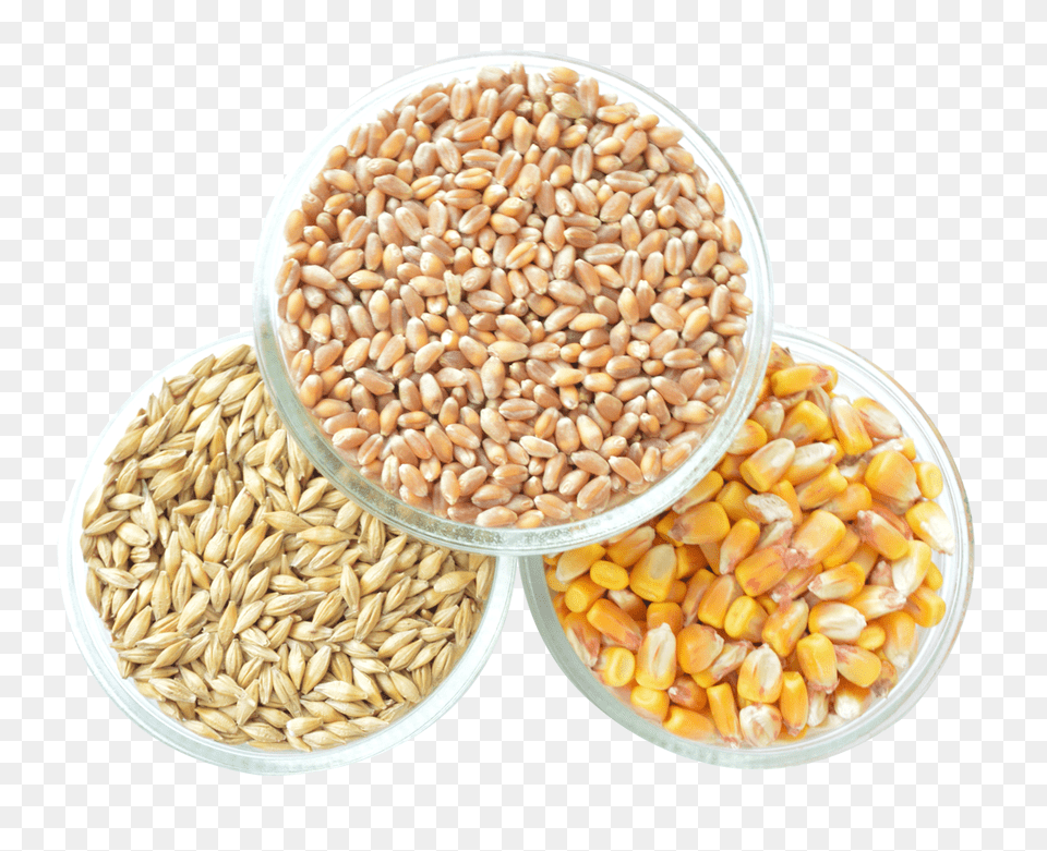 Corn Image, Food, Grain, Produce, Wheat Png