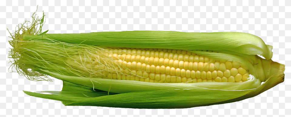 Corn Image, Food, Grain, Plant, Produce Free Transparent Png