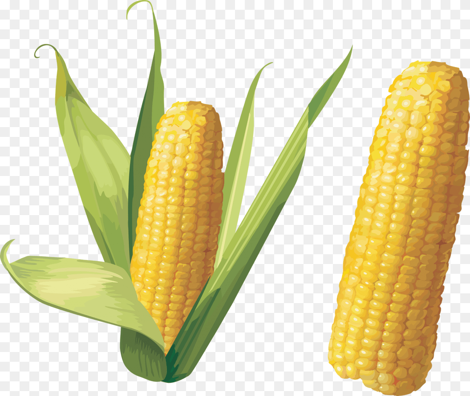 Corn Image Corn, Food, Grain, Plant, Produce Free Png