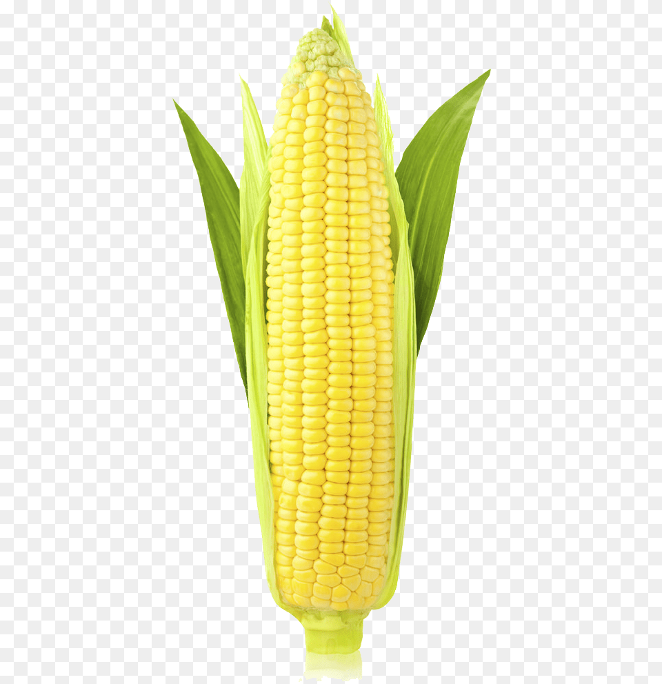 Corn Image Ear Of Corn Transparent, Food, Grain, Plant, Produce Free Png Download