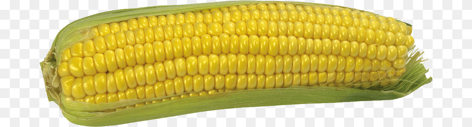 Corn Image Without Background Kukurudza Klipart, Food, Grain, Plant, Produce Free Transparent Png