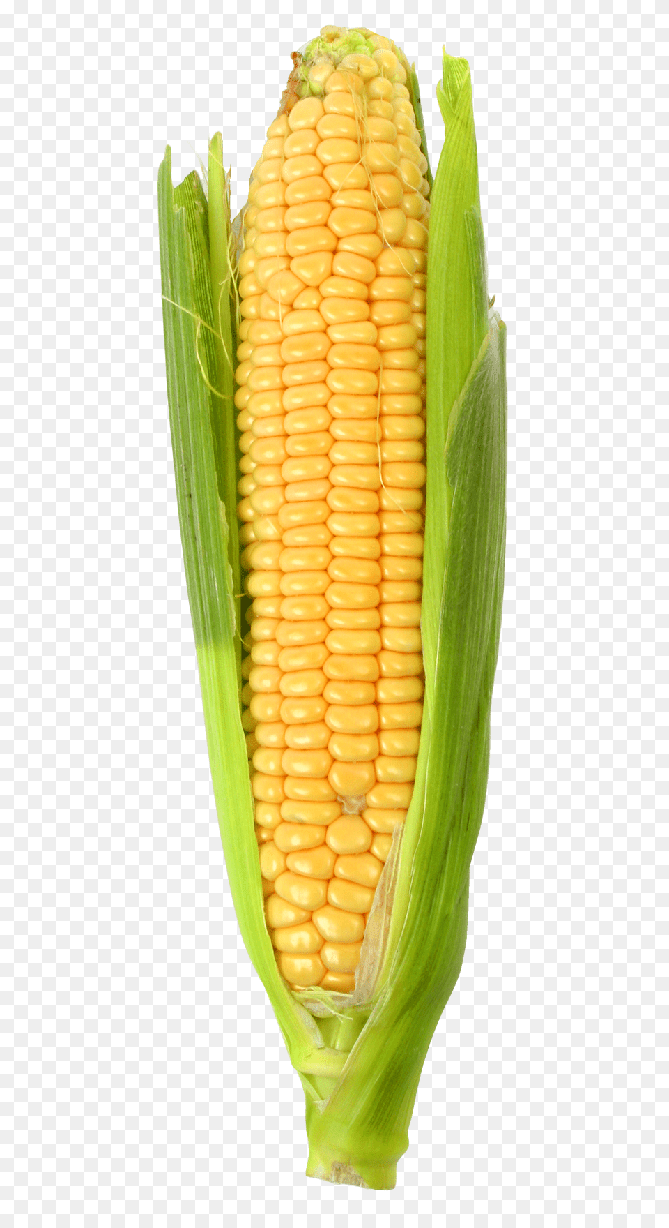 Corn Image1, Food, Grain, Plant, Produce Png Image