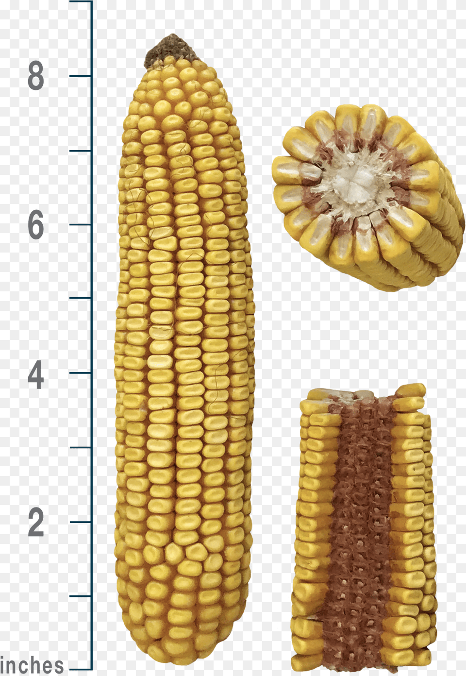 Corn Kernels, Food, Grain, Plant, Produce Png Image