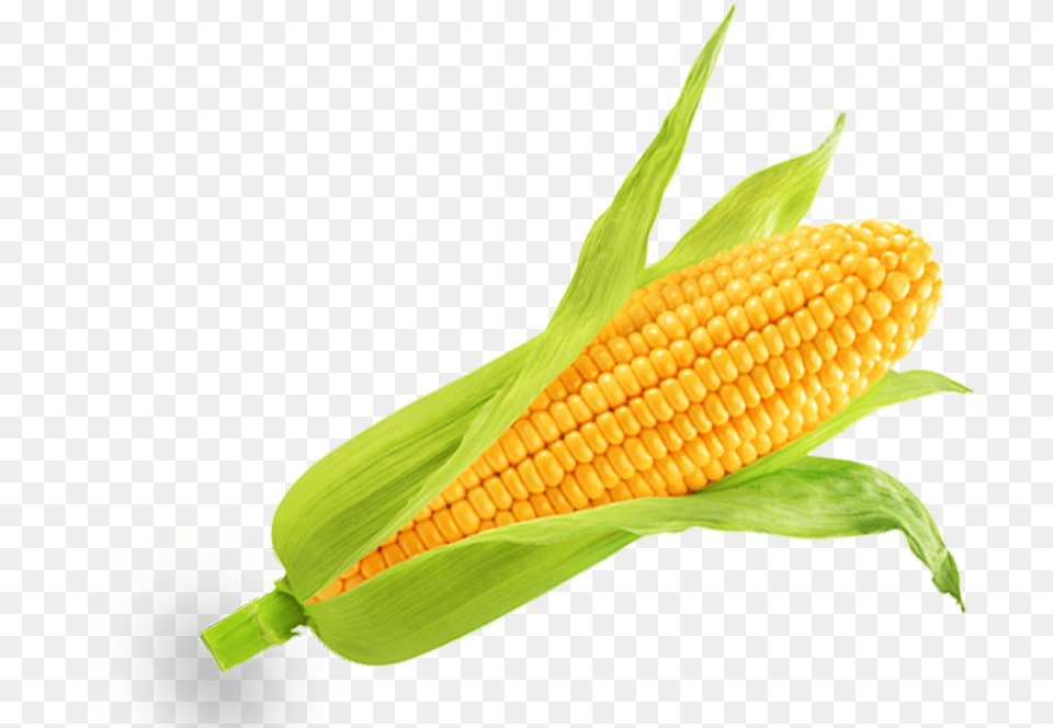 Corn Kernels, Food, Grain, Plant, Produce Free Png