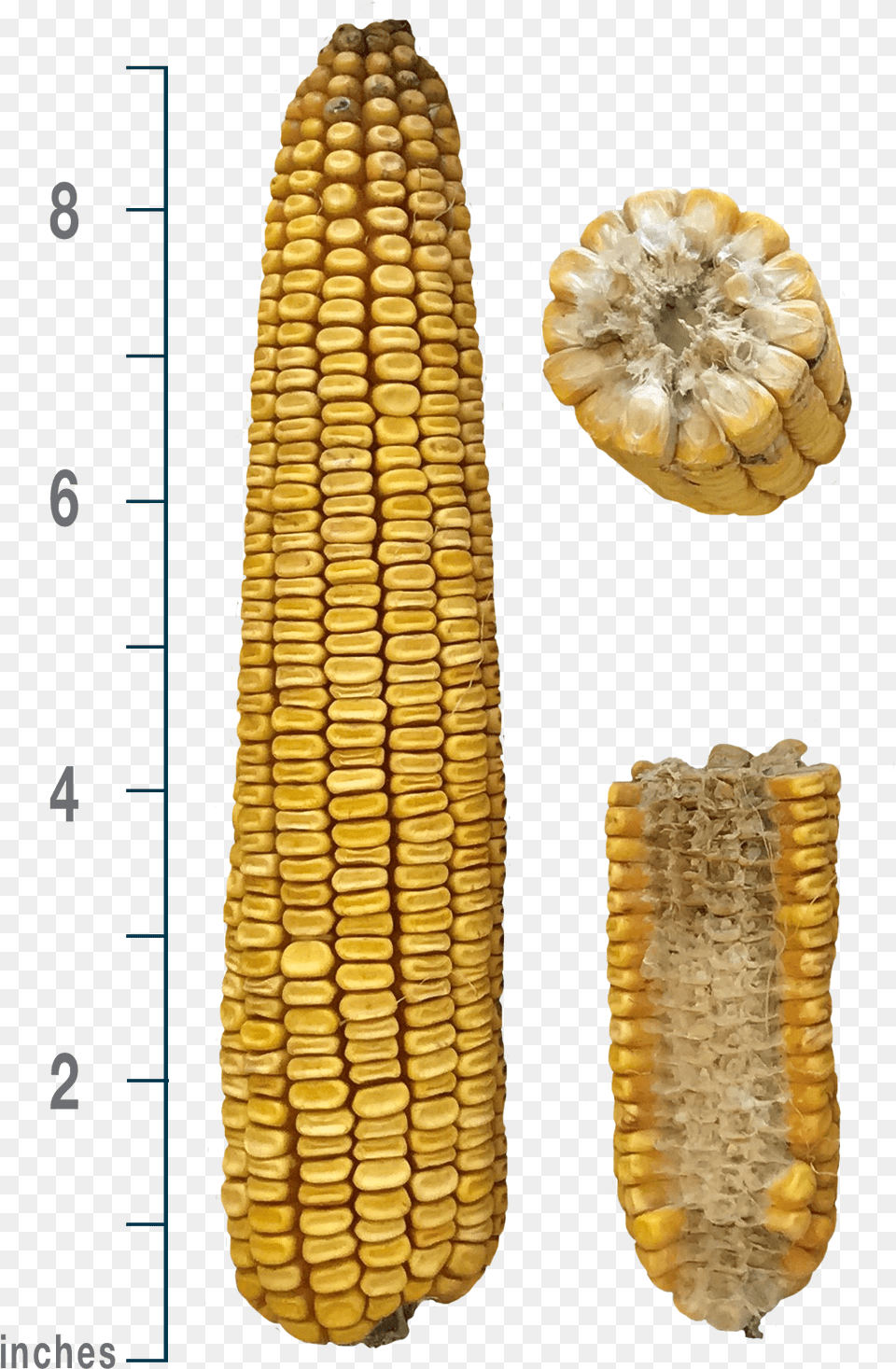 Corn Kernels, Food, Grain, Plant, Produce Free Transparent Png
