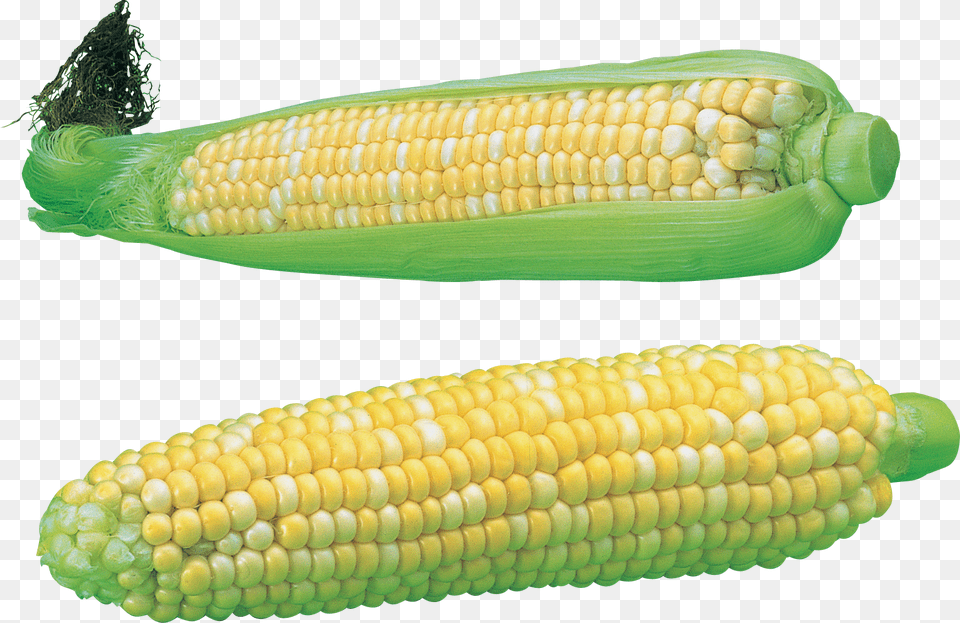 Corn Maize, Food, Grain, Plant, Produce Png