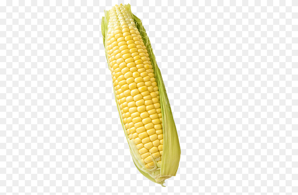 Corn Maize Isolated Maize White Background, Food, Grain, Plant, Produce Png