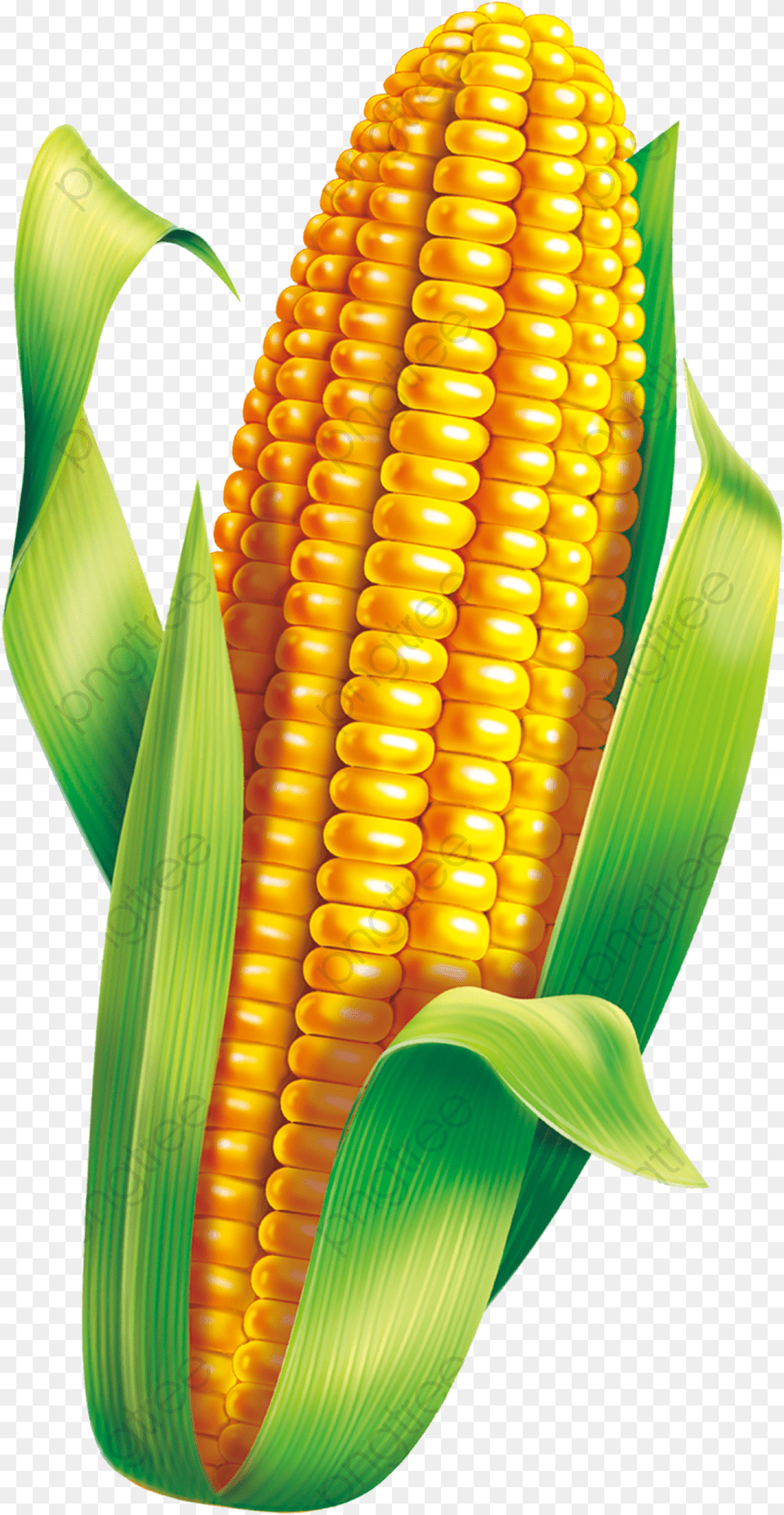 Corn Material Clipart Green Milho Verde Festa Junina, Food, Grain, Plant, Produce Free Png