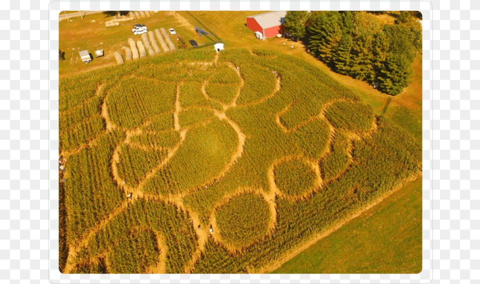 Corn Maze Field, Architecture, Building, Outdoors, Nature Free Png Download