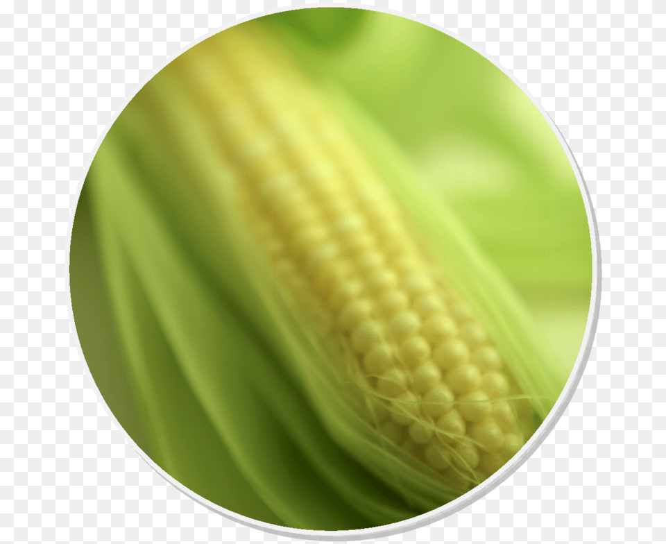 Corn On The Cob, Food, Grain, Plant, Produce Free Transparent Png
