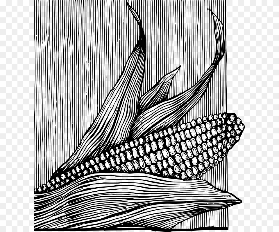 Corn On The Cob Ilustracion Maiz Blanco Y Negro, Gray Free Transparent Png