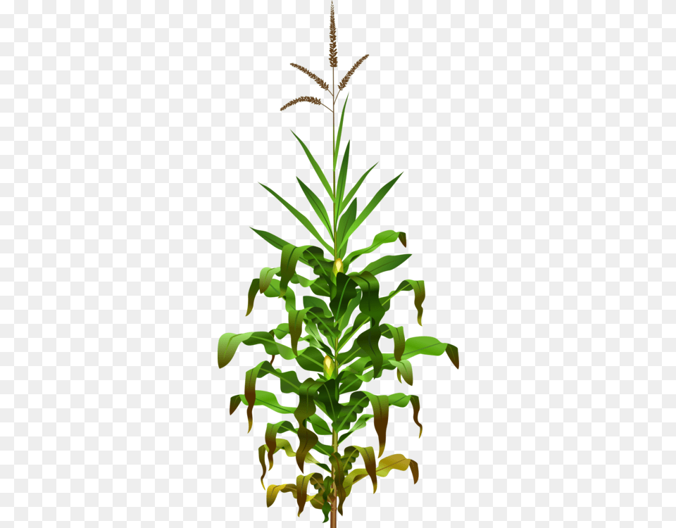 Corn On The Cob Maize Field Corn Candy Corn Sweet Corn Free, Grass, Plant, Tree, Leaf Png Image
