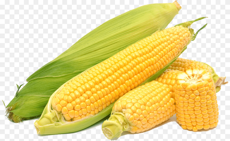 Corn On The Cob Maize Sweet Corn Corn, Food, Grain, Plant, Produce Png Image