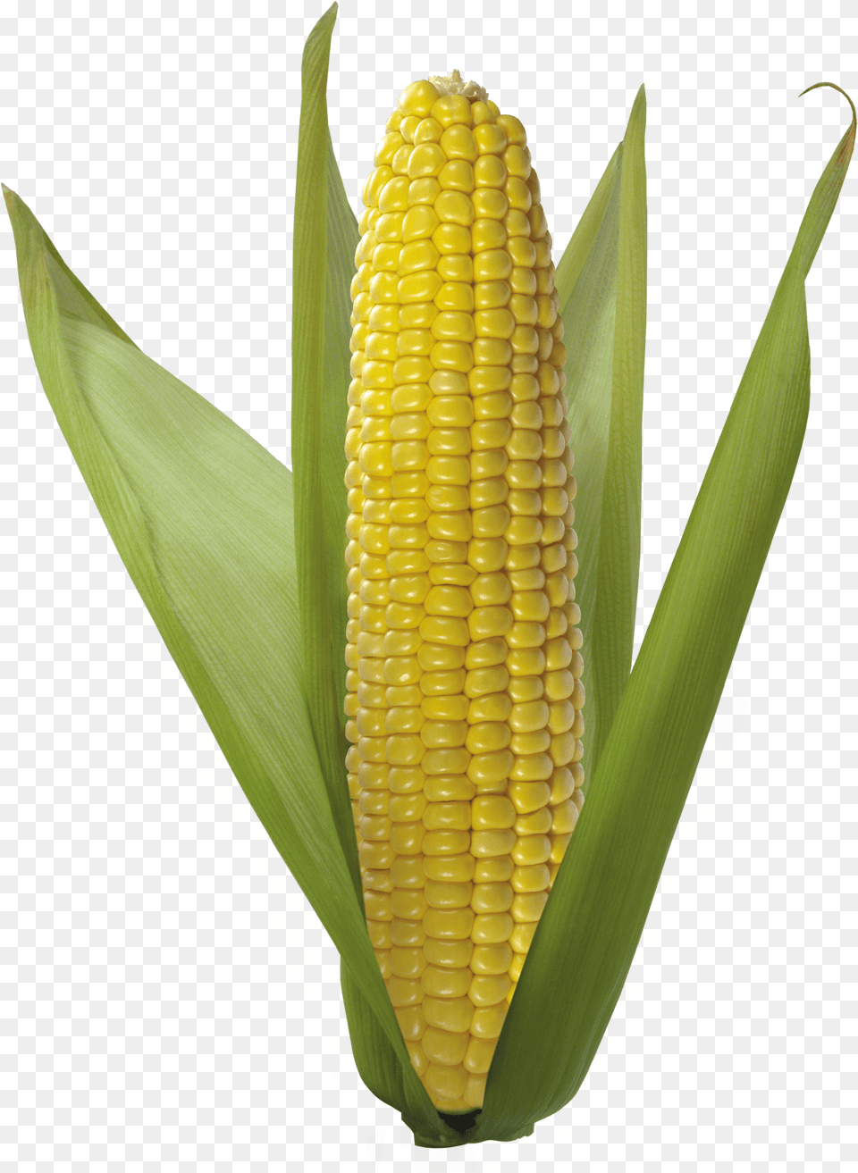 Corn On The Cobcorn Kernelssweet Corncorncorn On Trump Corn, Food, Grain, Plant, Produce Png